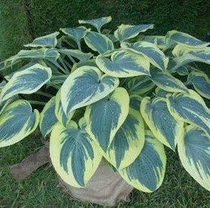 Hosta 'Blue Ivory'  - Blue Ivory Hosta