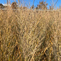 Panicum virgatum 'Smoking Gun'  - Smoking Gun Switch Grass