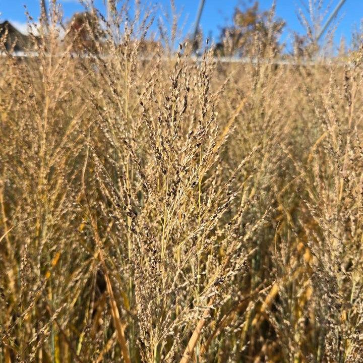 Panicum virgatum 'Smoking Gun'  - Smoking Gun Switch Grass