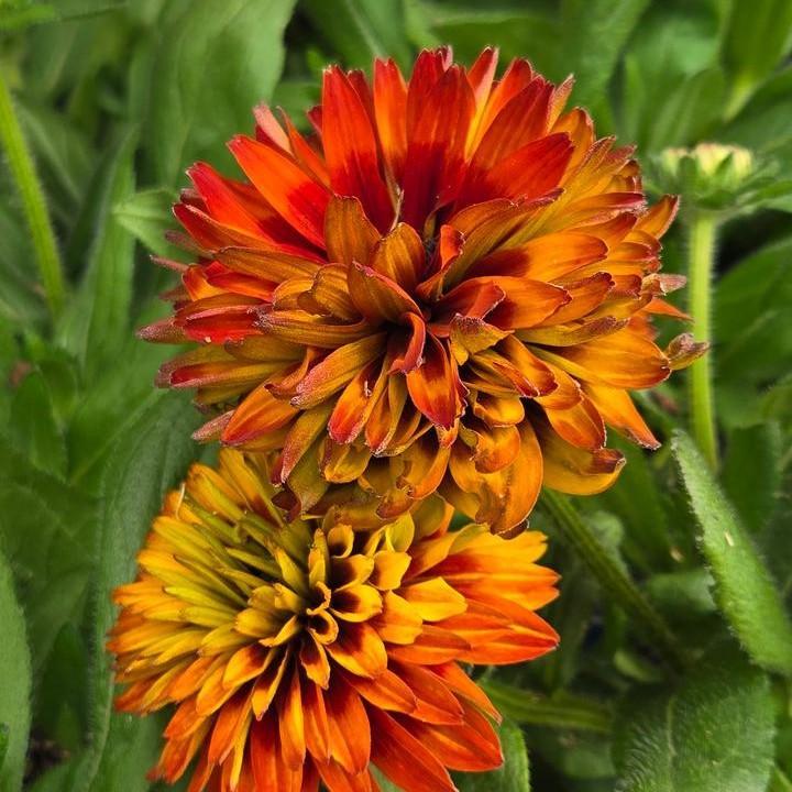 Rudbeckia hirta ‘Holtsosis851’  - Solar Sisters™ Black-eyed Susan