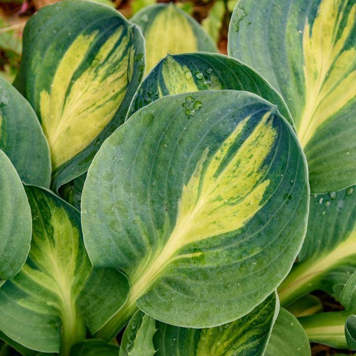 Mouseketeer Hosta — Miniature Blue-Green & Chartreuse Shade Perennial