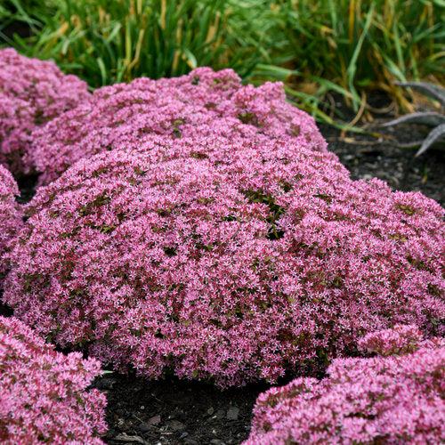 Pride and Joy Stonecrop (Sedum 'Pride And Joy') — Evergreen Pink Succulent
