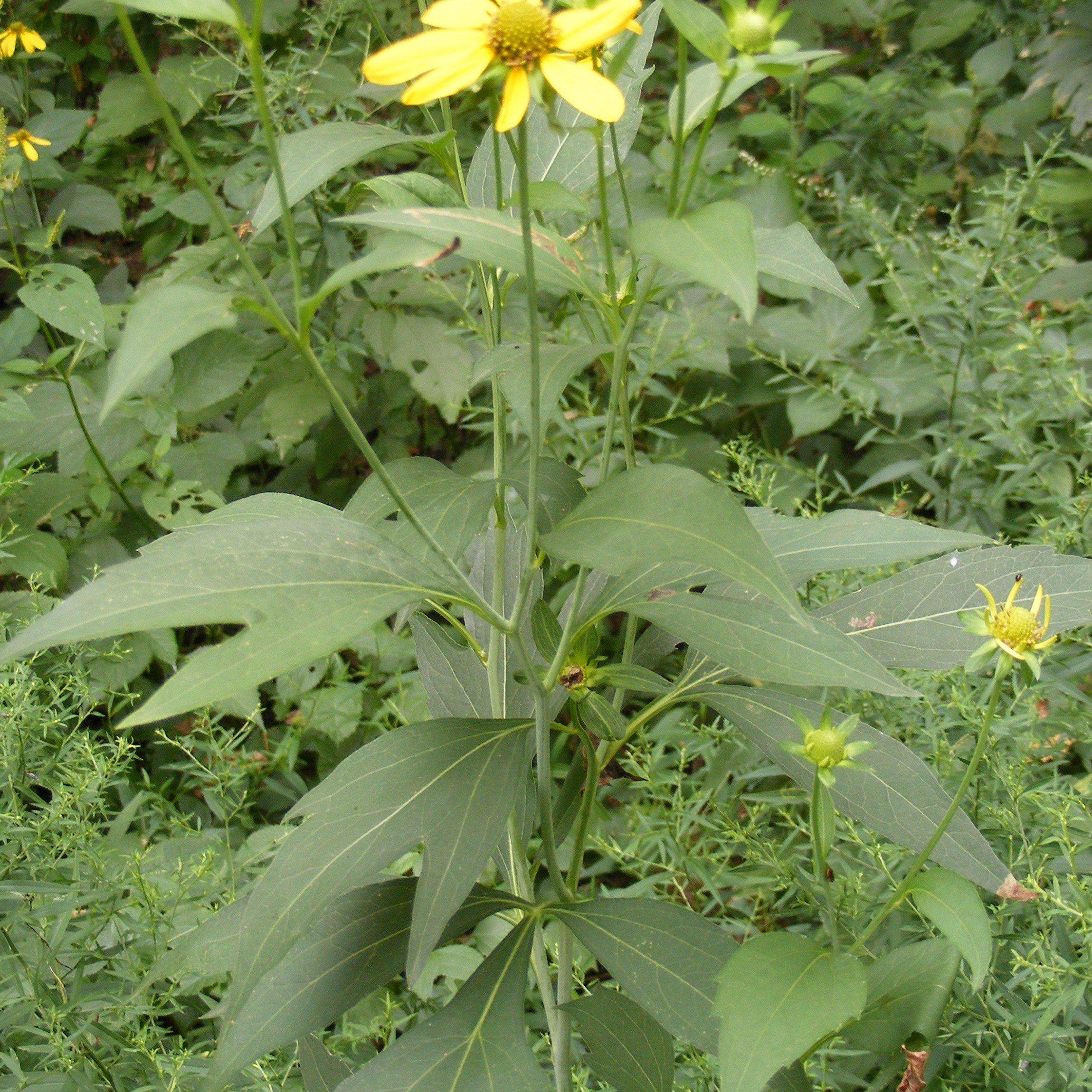Rudbeckia laciniata  - Cut-leaf Coneflower