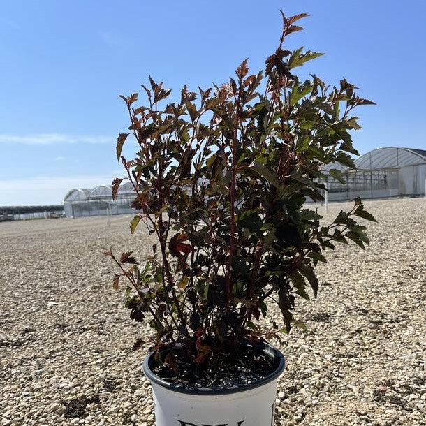 Physocarpus opulifolius 'Seward'  - Summer Wine® Ninebark