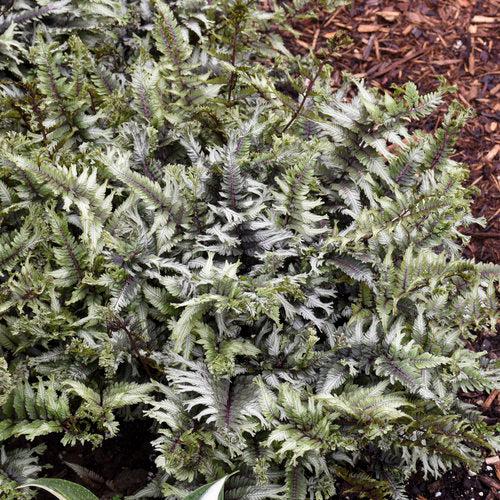 Athyrium niponicum 'Crested Surf'  - PW® Crested Japanese Painted Fern