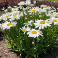 Leucanthemum x superbum 'LaGrande'  - Ooh La™ LaGrande Shasta Daisy