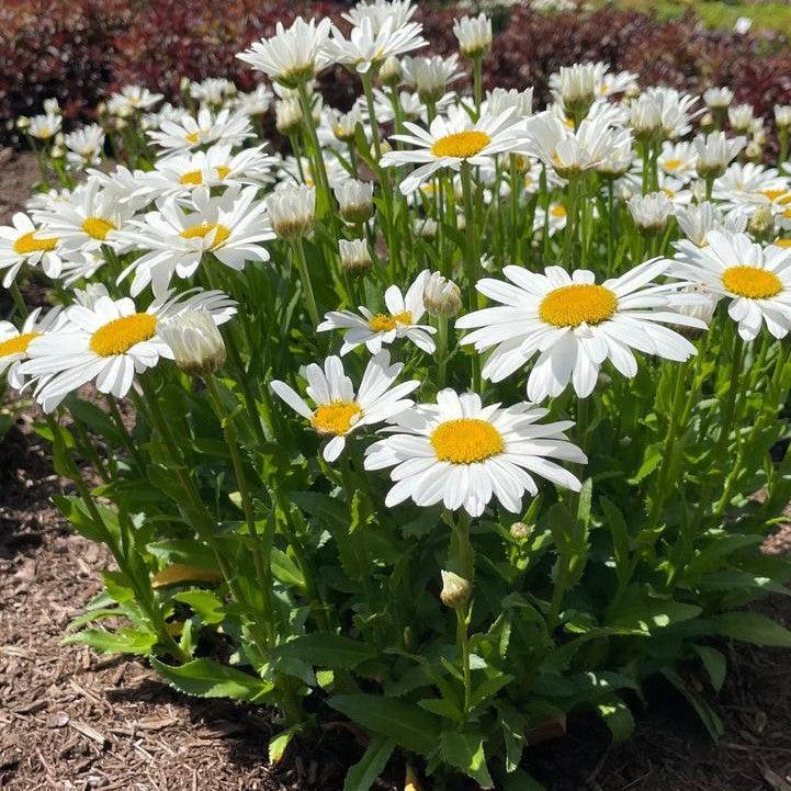 Leucanthemum x superbum 'LaGrande'  - Ooh La™ LaGrande Shasta Daisy