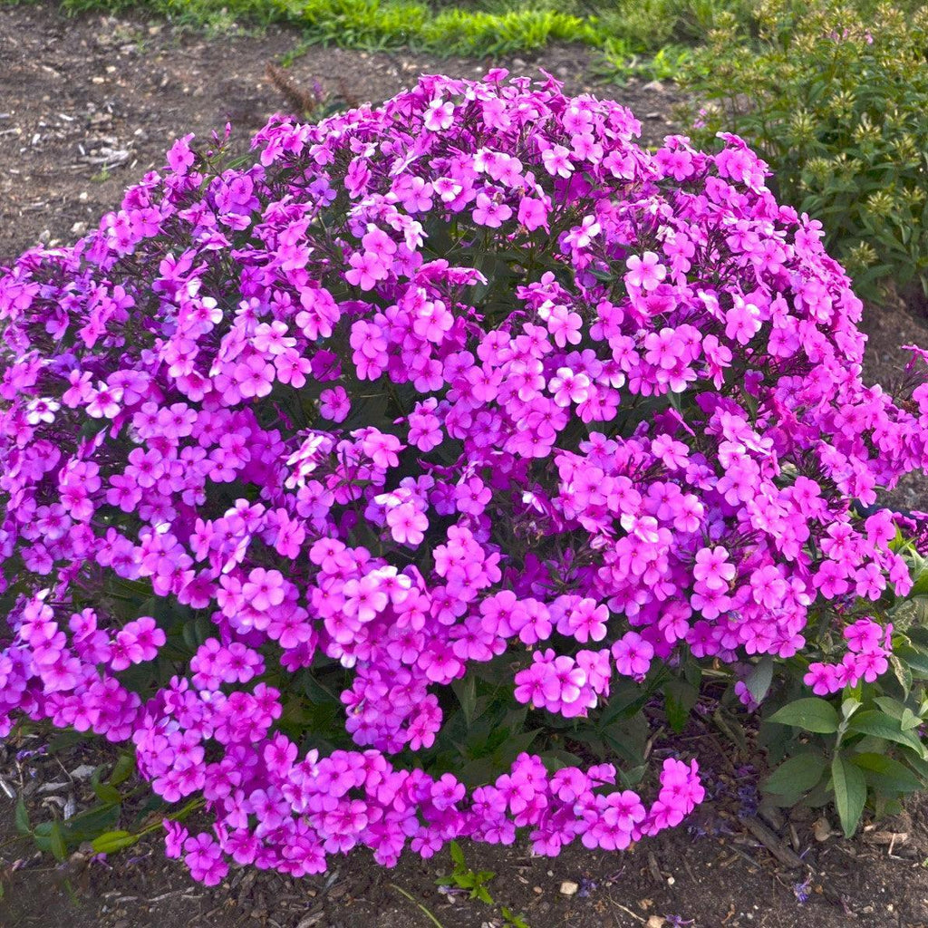 Phlox 'Cloudburst'  - Cloudburst Phlox
