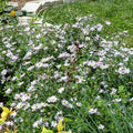 Kalimeris incisa 'Blue Star'  - Blue Star Kalimeris