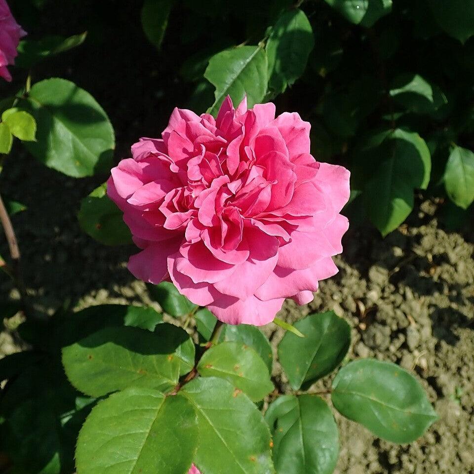 Rosa 'Auslot'  - Sophy's Rose