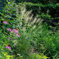 Elymus hystrix  - Bottlebrush Grass