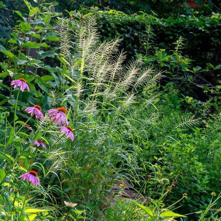 Elymus hystrix  - Bottlebrush Grass