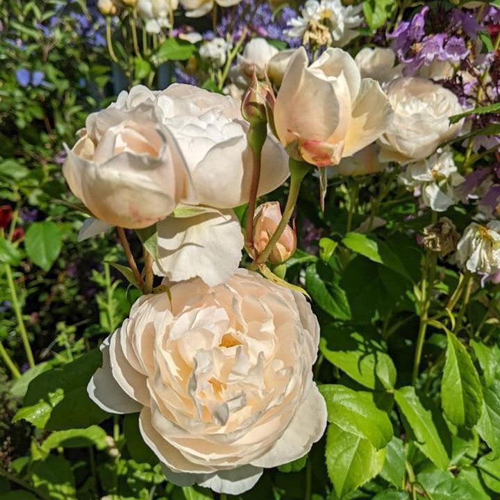 Rosa 'Aushomer'  - Windermere Rose