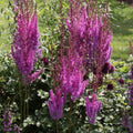 Astilbe chinensis 'Purpurkerze'  - Purple Candles Chinese Astilbe