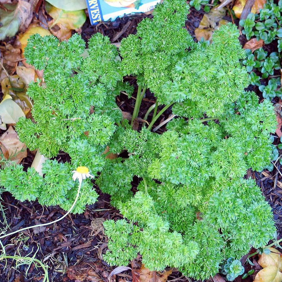Petroselinum hortensis  - Triple Curled Parsley