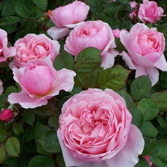 Rosa 'Ausglobe'  - Brother Cadfael® Rose