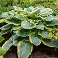 Hosta 'Gigantosaurus'  - PW® Shadowland® Gigantosaurus Hosta