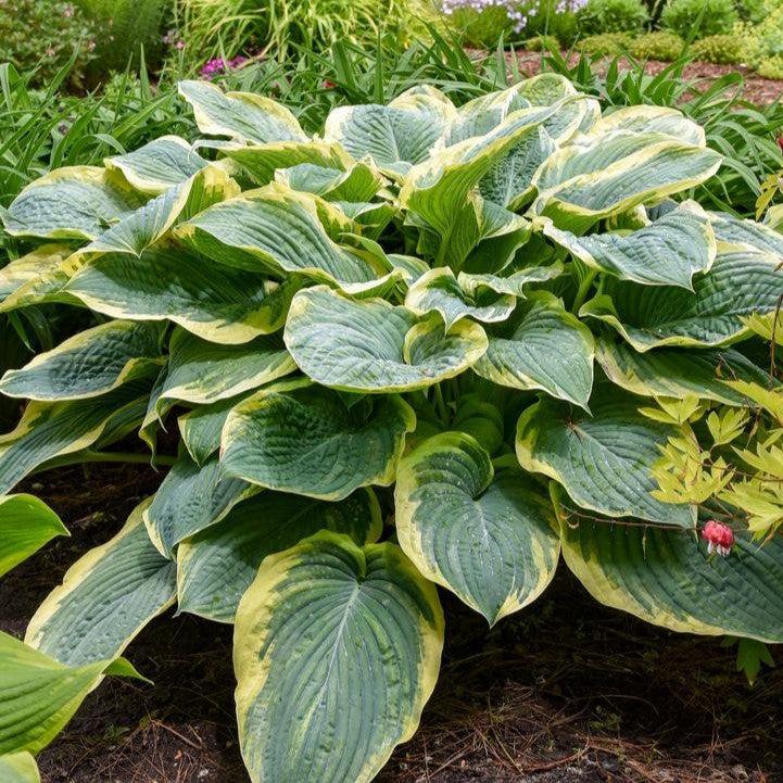 Hosta 'Gigantosaurus'  - PW® Shadowland® Gigantosaurus Hosta