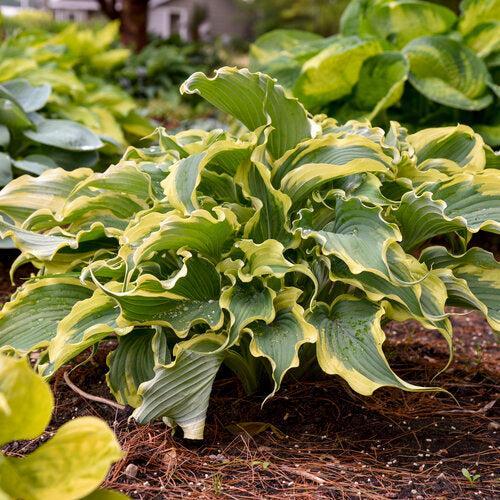 Hosta 'Voices in the Wind'  - PW® Shadowland® Voices in the Wind Hosta