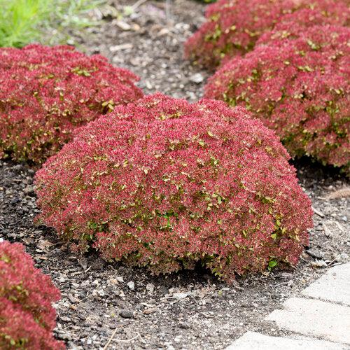 Pride and Joy Stonecrop (Sedum 'Pride And Joy') — Evergreen Pink Succulent