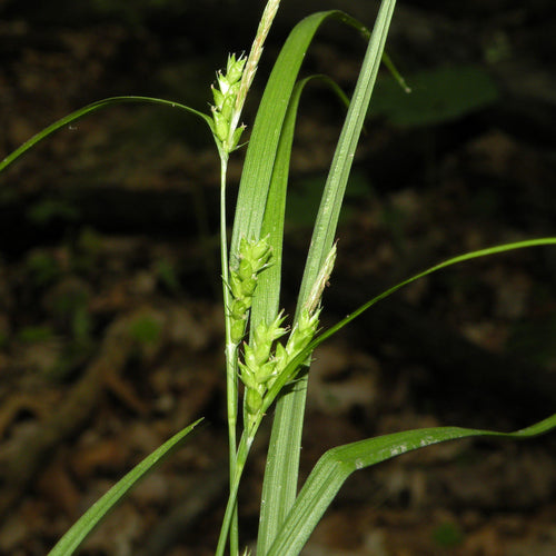 Carex amphibola  - Creek Sedge