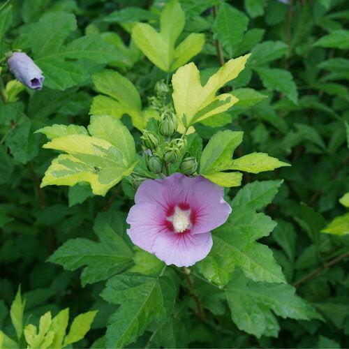 Hibiscus syriacus 'Minpapan1  - PW® Paraplu Adorned® Rose of Sharon