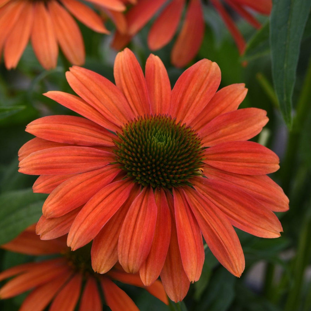Echinacea 'Balsomotan'  - Sombrero® Tango Tangerine Coneflower