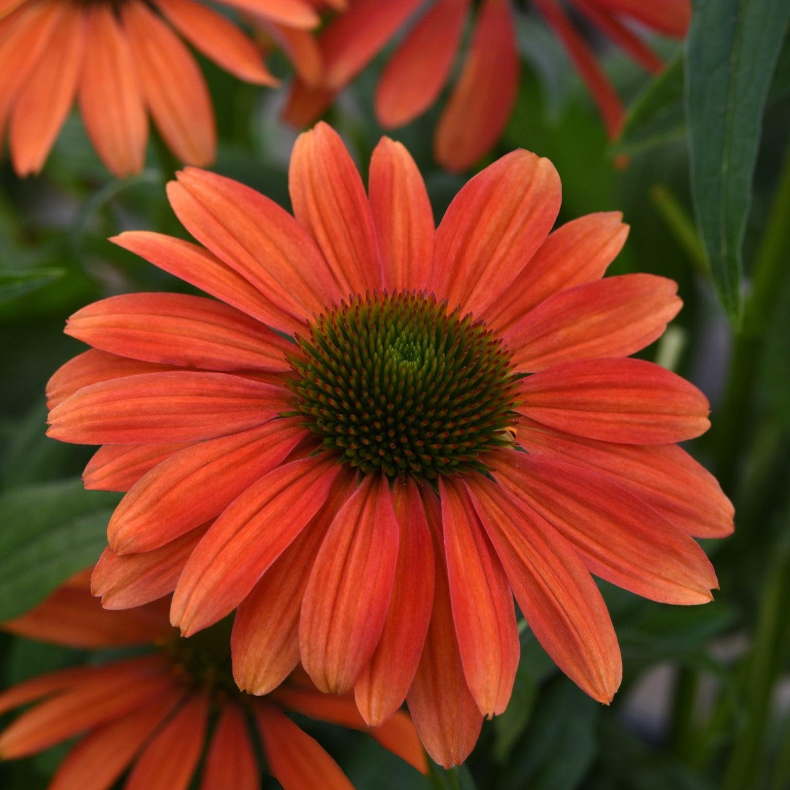 Echinacea 'Balsomotan'  - Sombrero® Tango Tangerine Coneflower