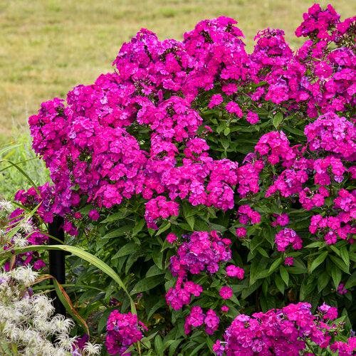 Phlox paniculata 'Ultraviolet'  - Luminary® Ultraviolet Phlox