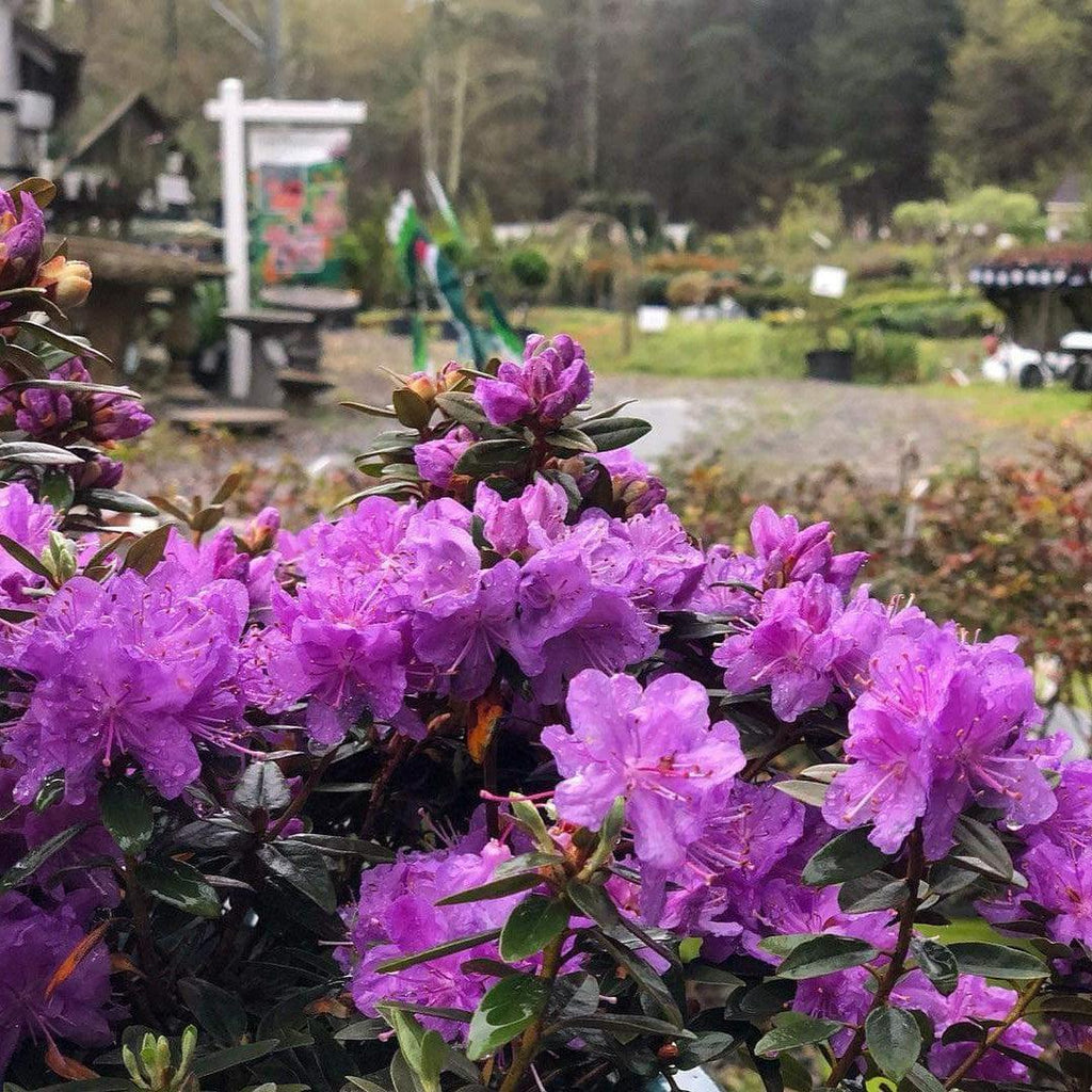 Rhododendron 'Purple Gem'  - Purple Gem Rhododendron