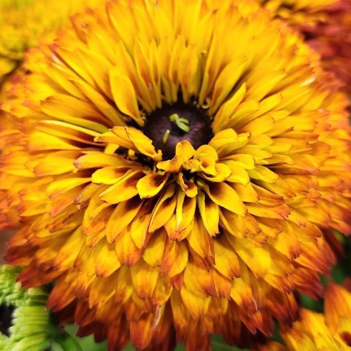 Rudbeckia hirta ‘Holtsosis851’  - Solar Sisters™ Black-eyed Susan