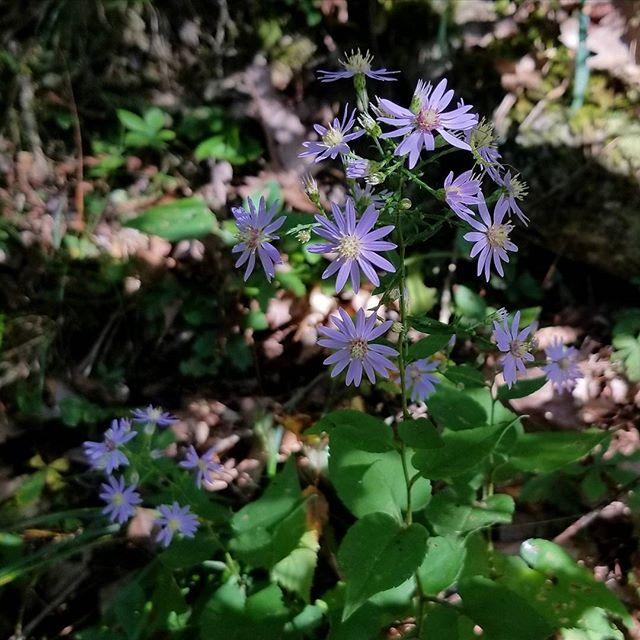 Aster cordifolius  - Blue Wood Aster