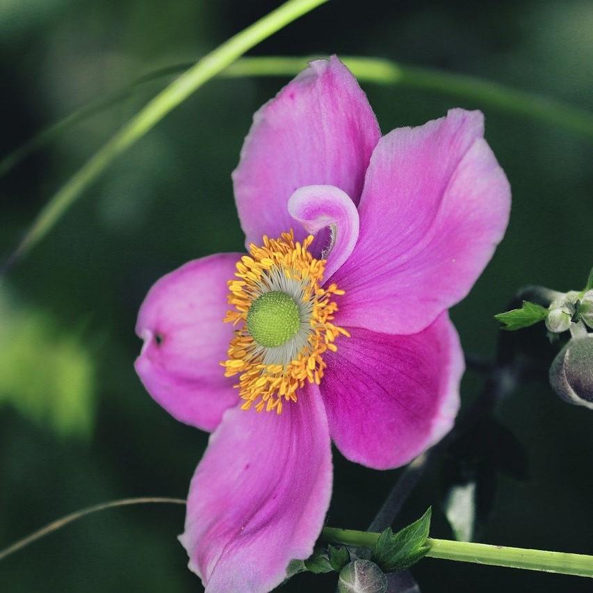 Anemone 'Red Riding Hood'  - Fantasy™ Red Riding Hood Anemone