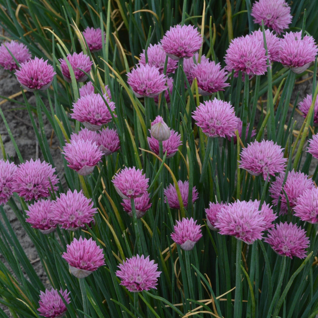 Allium 'Summer Beauty'  - Summer Beauty Ornamental Onion