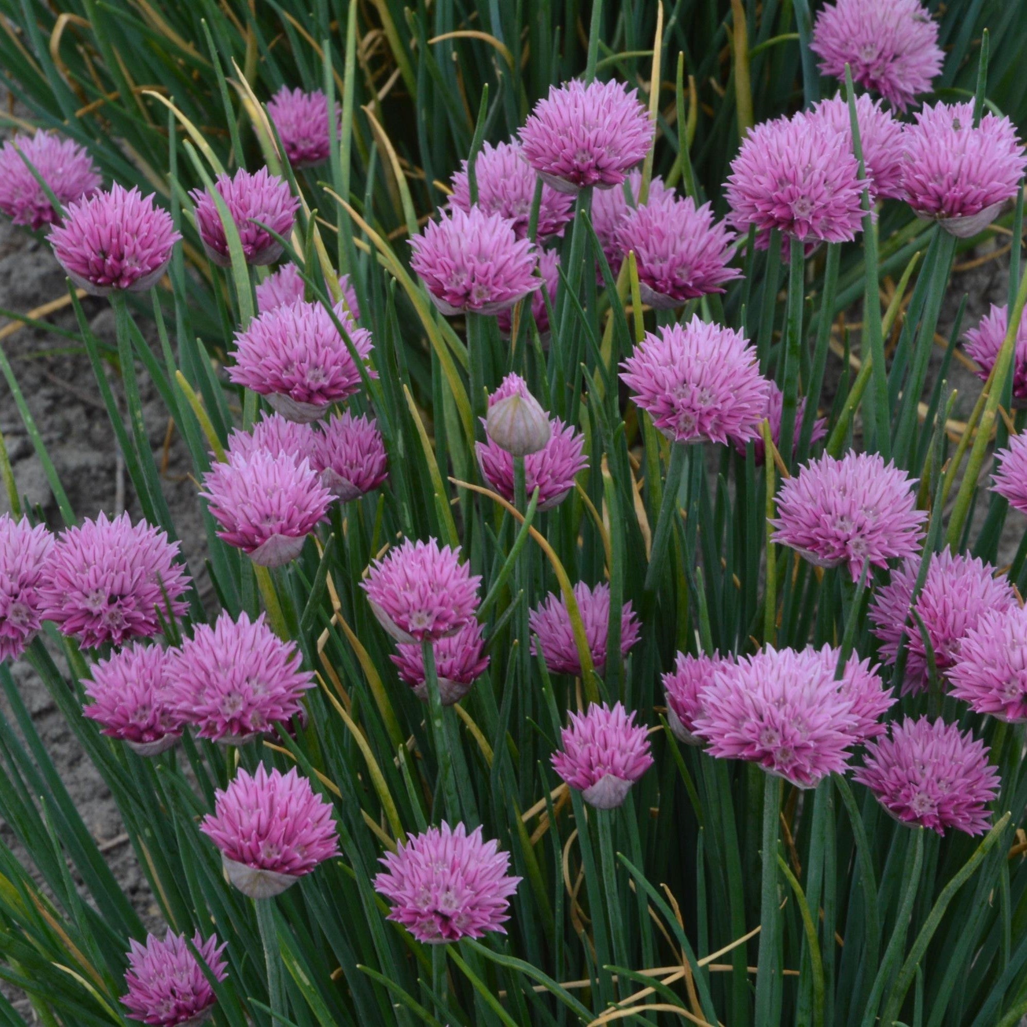Allium 'Summer Beauty'  - Summer Beauty Ornamental Onion