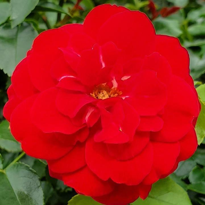 Rosa 'BAItown'  - Easy Elegance® Paint The Town Rose