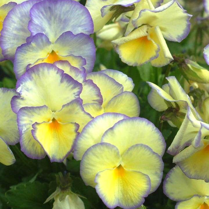 Viola 'Etain'  - Etain Viola