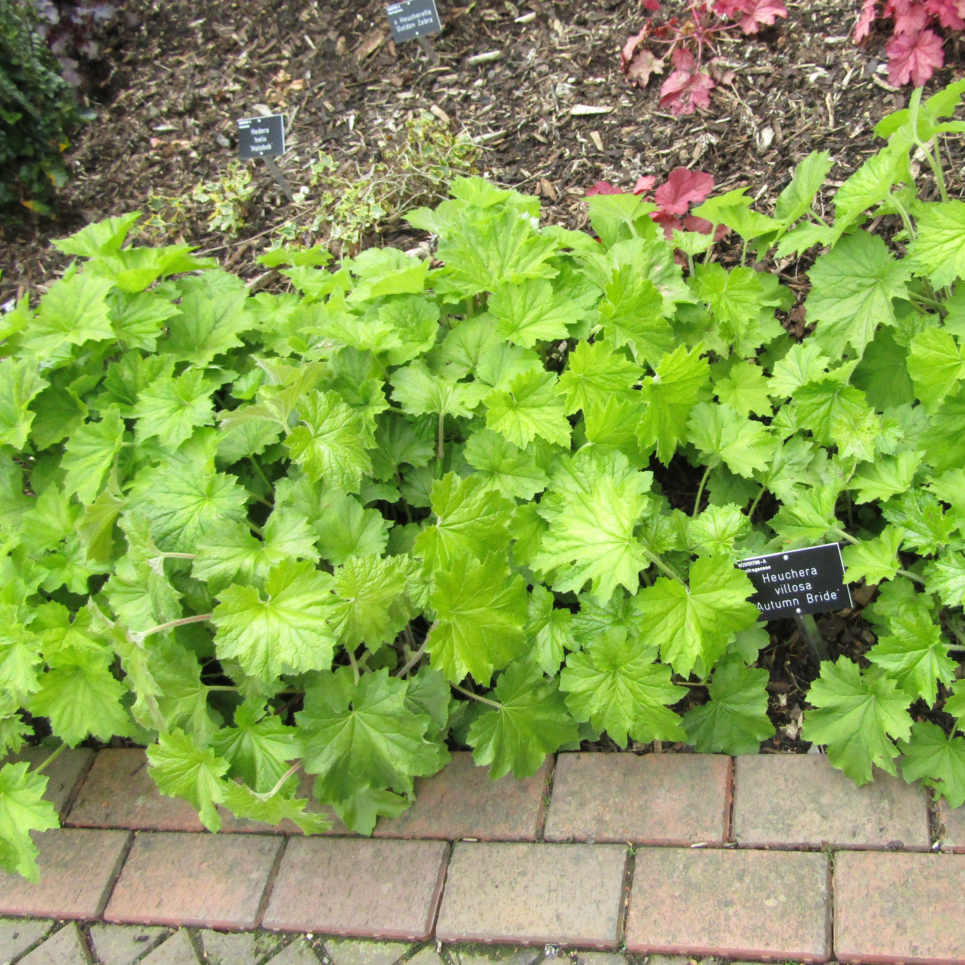 Heuchera villosa 'Autumn Bride'  - Autumn Bride Coral Bells