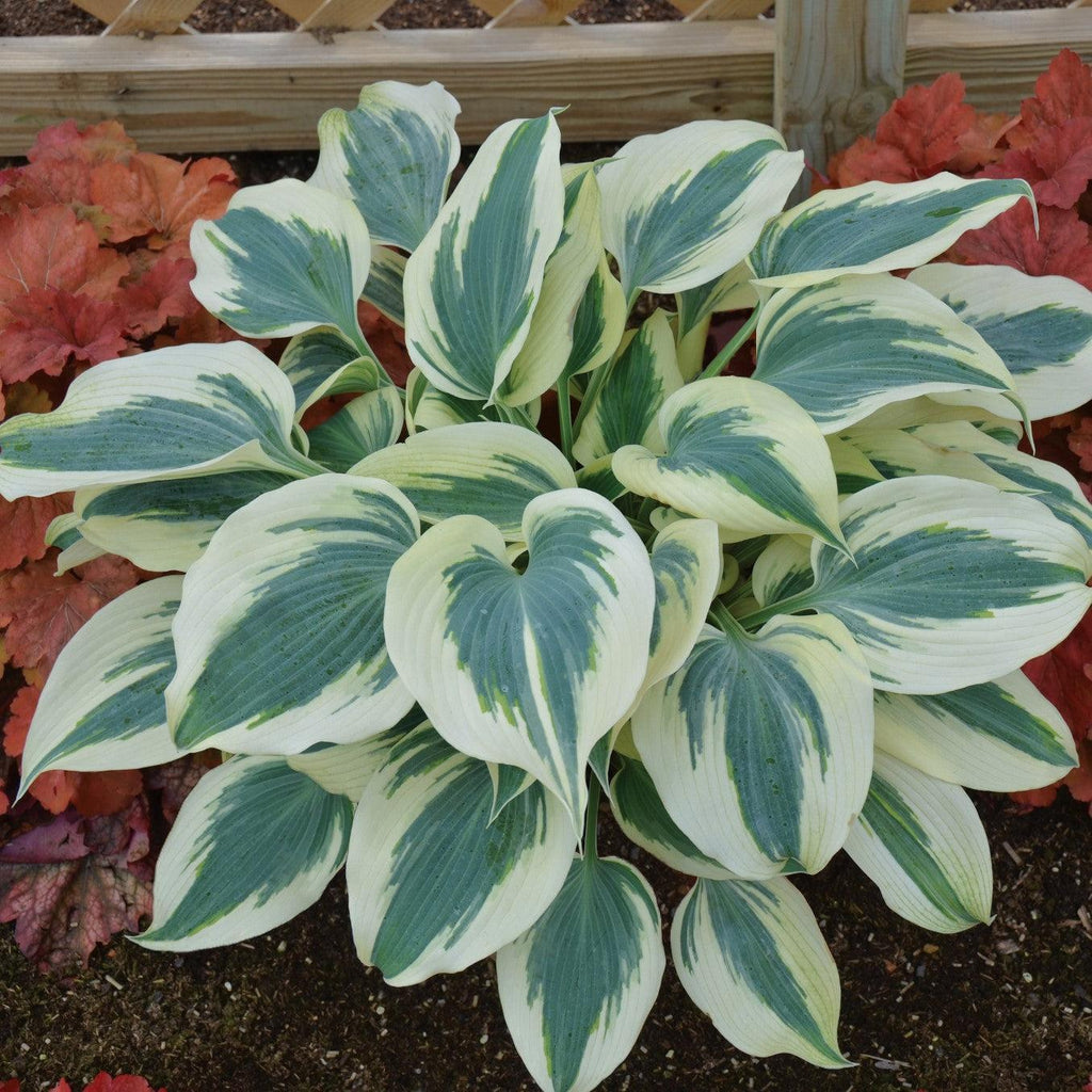 Hosta 'Blue Ivory'  - Blue Ivory Hosta