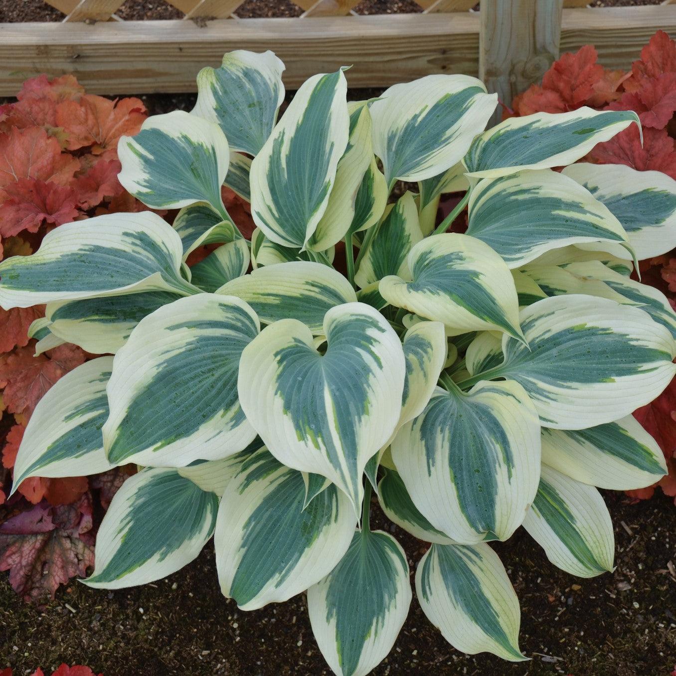 Hosta 'Blue Ivory'  - Blue Ivory Hosta