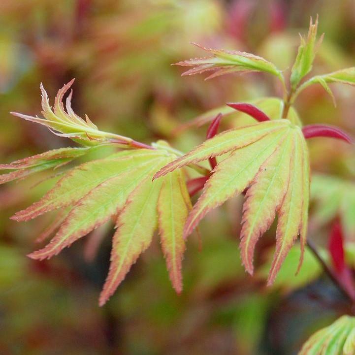 Acer palmatum 'Orange Dream'  - Orange Dream Japanese Maple