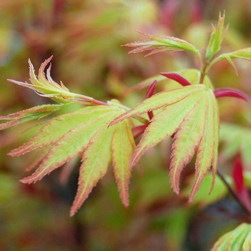 Acer palmatum 'Orange Dream'  - Orange Dream Japanese Maple