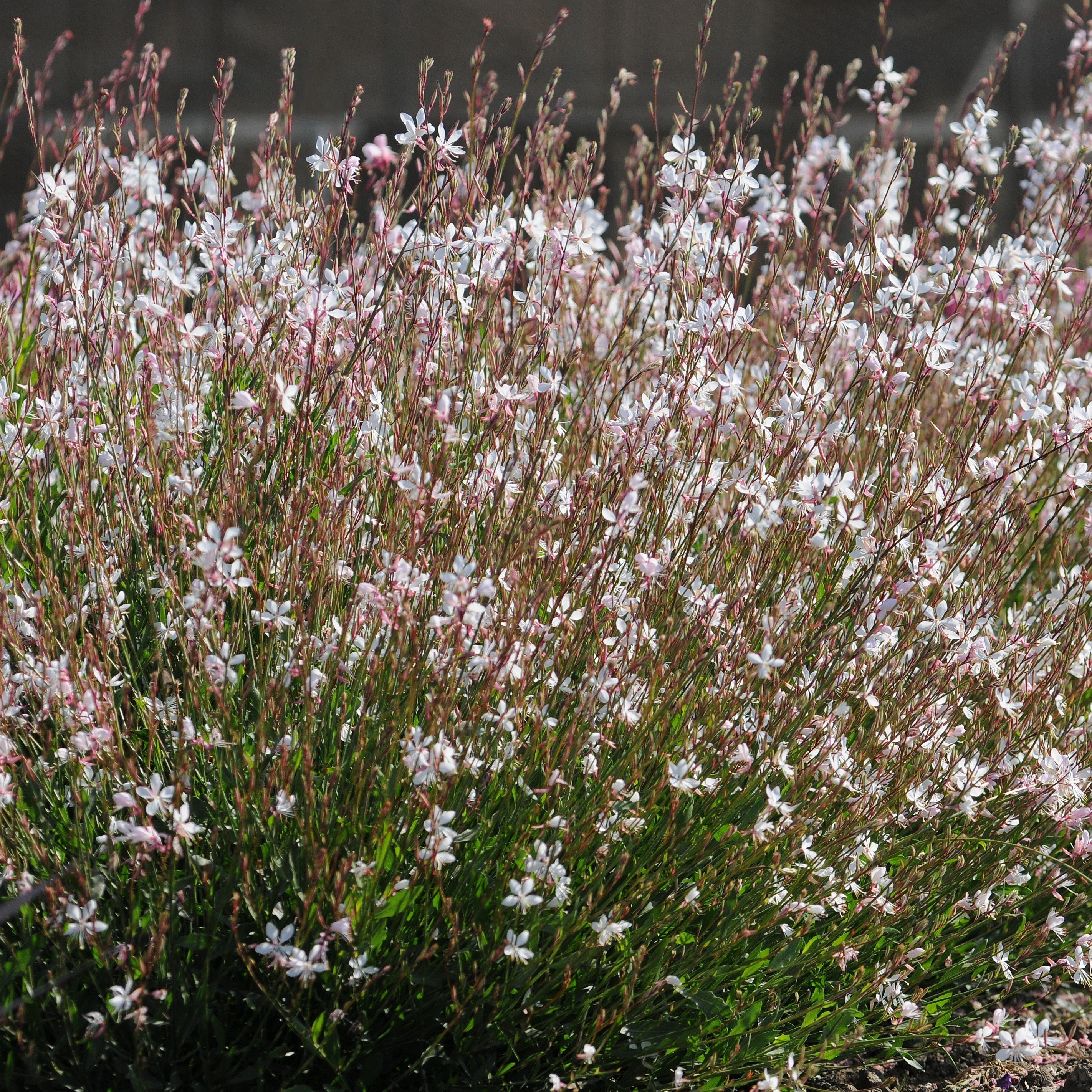 Gaura lindheimeri 'Sparkle White'  - Sparkle White Gaura