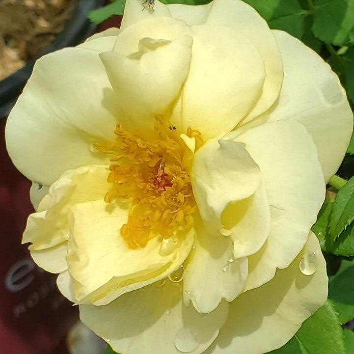 Rosa 'BAIage'  - Easy Elegance® High Voltage Rose