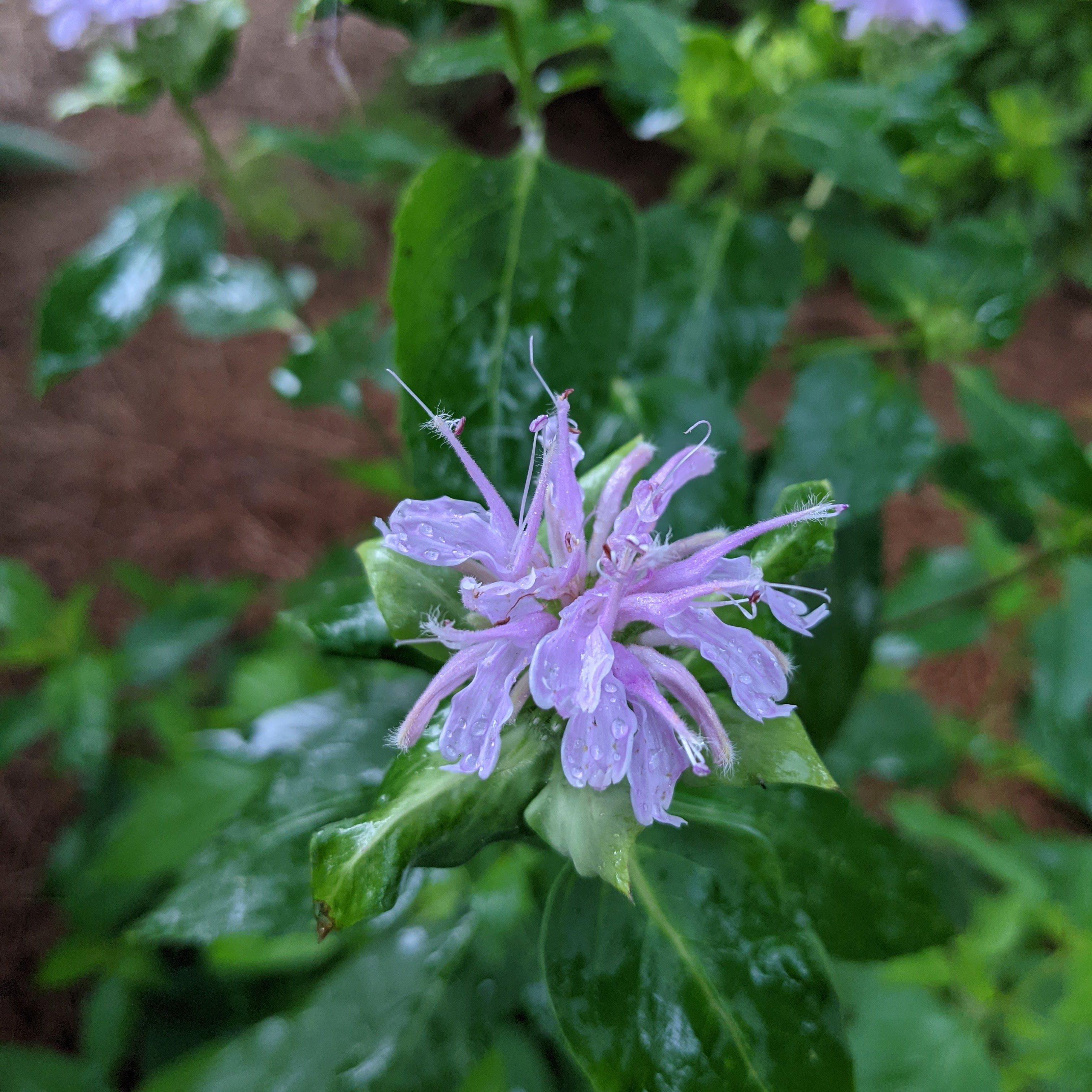 Monarda fistulosa  - Wild Bergamot