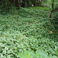 Variegated Yellow Archangel (Lamiastrum galeobdolon) — Silver Groundcover Perennial