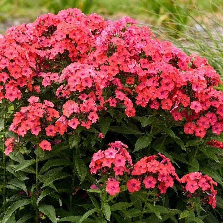 Phlox paniculata 'Sunset Coral'  - Luminary® Sunset Coral Phlox