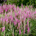 Veronica 'Pink Potion' PP 29,681  - PW® Magic Show® Pink Potion Veronica