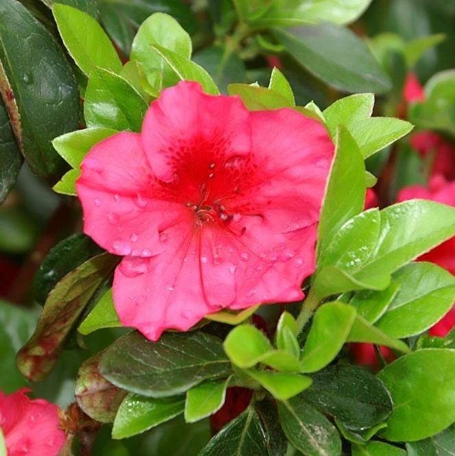 Rhododendron x girard 'Girard's Crimson'  - Girard's Crimson Azalea