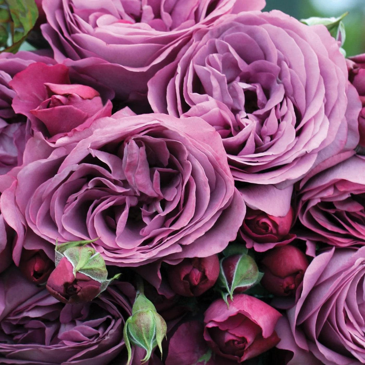 Rosa 'KORvodacom' PP 22,691 - Bloomables® Sunbelt® Plum Perfect™ Rose ...